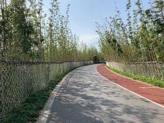 -上海长兴岛郊野公园