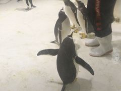 -大连圣亚海洋世界