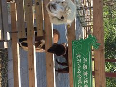 鹿世界主题公园-北京鹿世界主题园