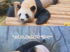 -深圳野生动物园