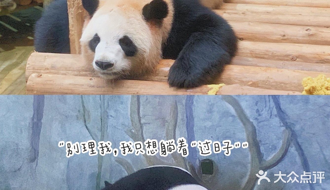 深圳|假日出游·野生动物园里的憨憨们在等你👋🏻