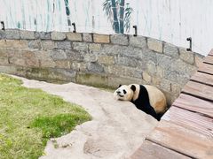 -上海野生动物园