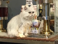 -more than meow吴止猫主题餐厅(承德 中船汇店)