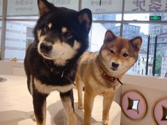 -柴务处·柴犬主题狗咖