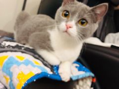 -东方名猫馆·英短金渐层布偶猫舍(环线广场1号楼店)