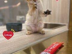 -飞行喵MR PILOT|猫舍·猫咖(静安大融城店)