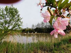 -上海长兴岛郊野公园