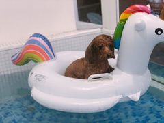 -BABYDOG宝贝狗宠物乐园(欧洲城店)