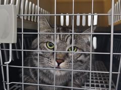 -达爱动物医院·犬猫分区·CT·复杂眼科(远洋山水分院)