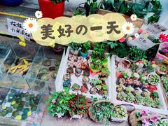 -循礼门鲜花花市(武汉循礼门店)