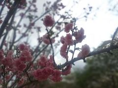 -天适樱花悠乐园