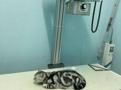 -北京博爱动物医院有限公司