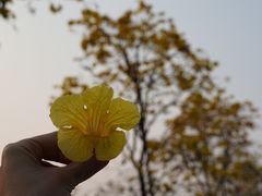 -洲头咀公园