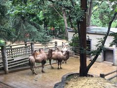 -昆明动物园