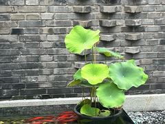 -庐灶江南·江南菜·四合院Bistro(东直门雍和宫·原华侨宾馆店)