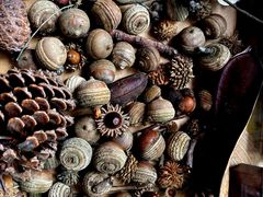 -南宁良凤江国家森林公园