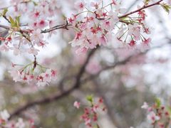 -顾村公园