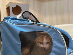 -宠爱国际动物医院·消化内科·心肾内科·ISFM猫友好(望京店)