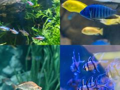-上海海洋水族馆