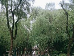 -柳浪闻莺公园