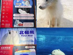 -海合安天津极地海洋公园