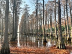 -渌洋湖湿地公园