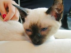 -Sirena海妖日咖夜酒