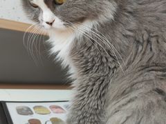 -喵园·猫主题咖啡厅·撸猫·猫咖(国贸店)