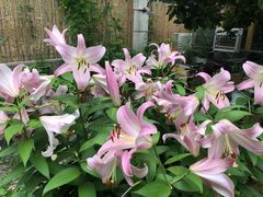 -谷咖啡·鲜花绿植花园餐厅