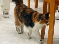 -玫瑰咖啡(中山六路店)