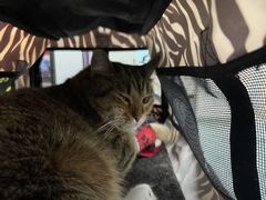 -瑞派·关忠动物医院·猫专科·犬专科(三环新城店)