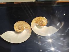 -青岛贝壳博物馆