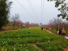 -天适樱花悠乐园