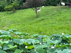 -上海野生动物园