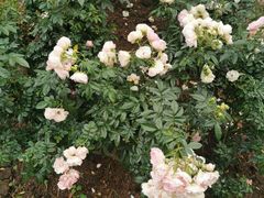 -人民公园(罗湖区)