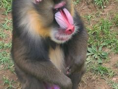 -大连森林动物园