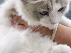 -宠福鑫康馨动物医院·骨科·眼科