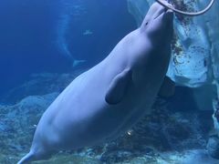-珠海长隆海洋王国