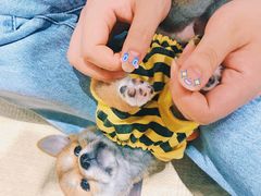 -逗柴咖啡屋·狗咖猫咖宠物桌游