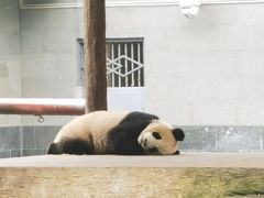 -中国大熊猫保护研究中心雅安碧峰峡基地