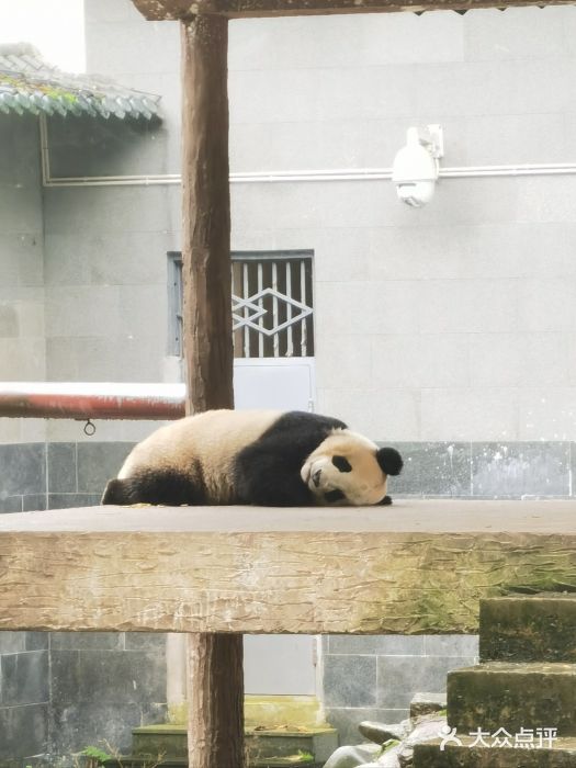 中国大熊猫保护研究中心雅安碧峰峡基地图片