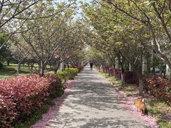 -高东镇樱花园