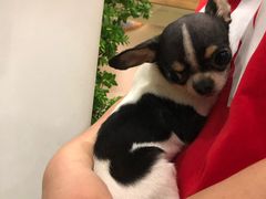 -藦茜花园宠物主题亲子互动体验馆(国顺东路店)