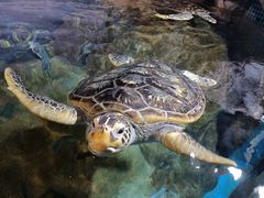 -福州罗源湾海洋世界旅游区