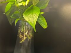 -梵猫·新养生(加州广场店)