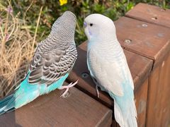 -青石桥花鸟鱼虫市场(叠翠城店)