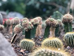 -南山植物园