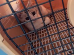 -瑞派福兴宠物医院犬猫全科·骨科·中西医结合(河东店)