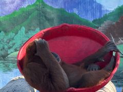 -西霞口神雕山野生动物世界