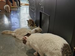-瞄一喵猫咖(格力海岸店)